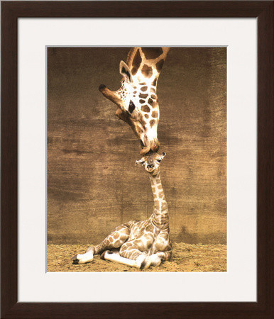 Giraffe, First Kiss by Ron D'Raine