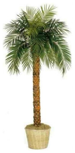 7' Tall Phoenix Palm Tree