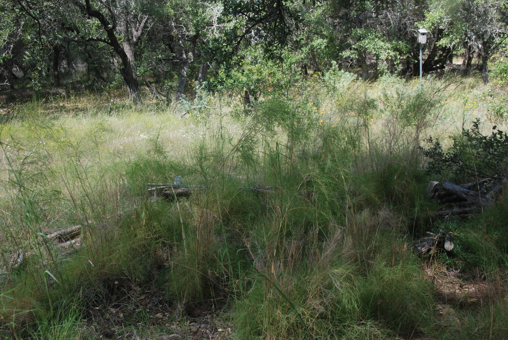 Bamboo Muhly freeze rehabilitation