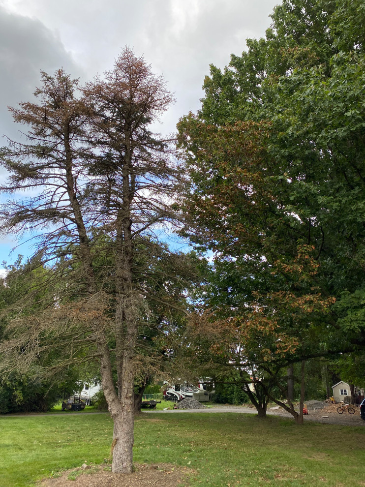 oak tree dying leaves