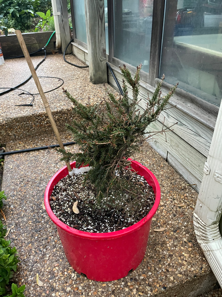 Potted Van Speybrock Spruce