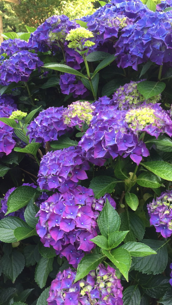 Why did my hydrangea change color?
