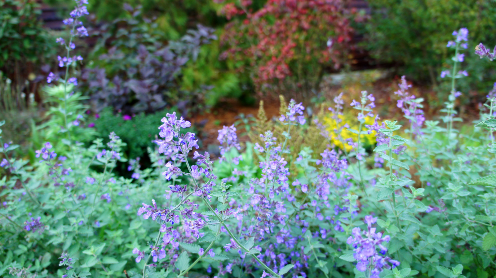 Цветники и композиции крупным планом