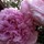 anne_bowman