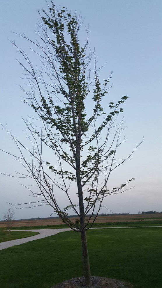 Go Short Tree Should we cut this tree down?
