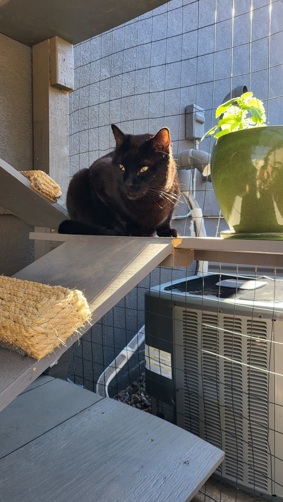The Purr-fect Playground✨