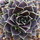 cactusj