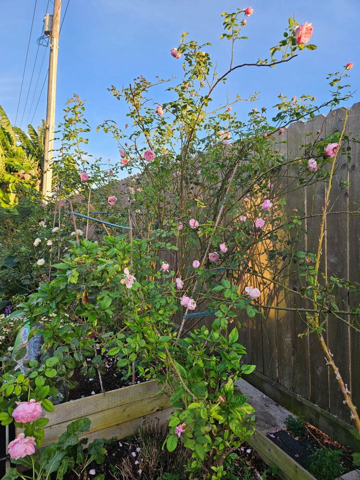 Texas Landscape Roses Examples Roses in my Texas backyard