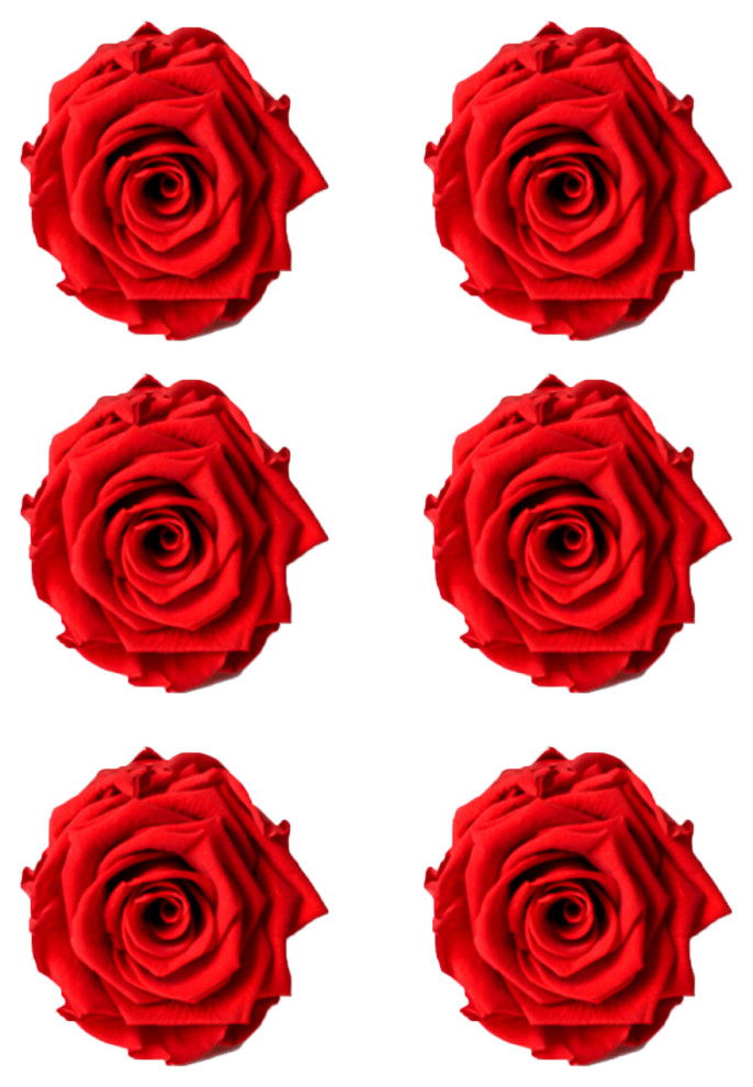 Serene Spaces Living Set Of 6 Preserved Real Rose, 2.5" D & 2.75" T, Red