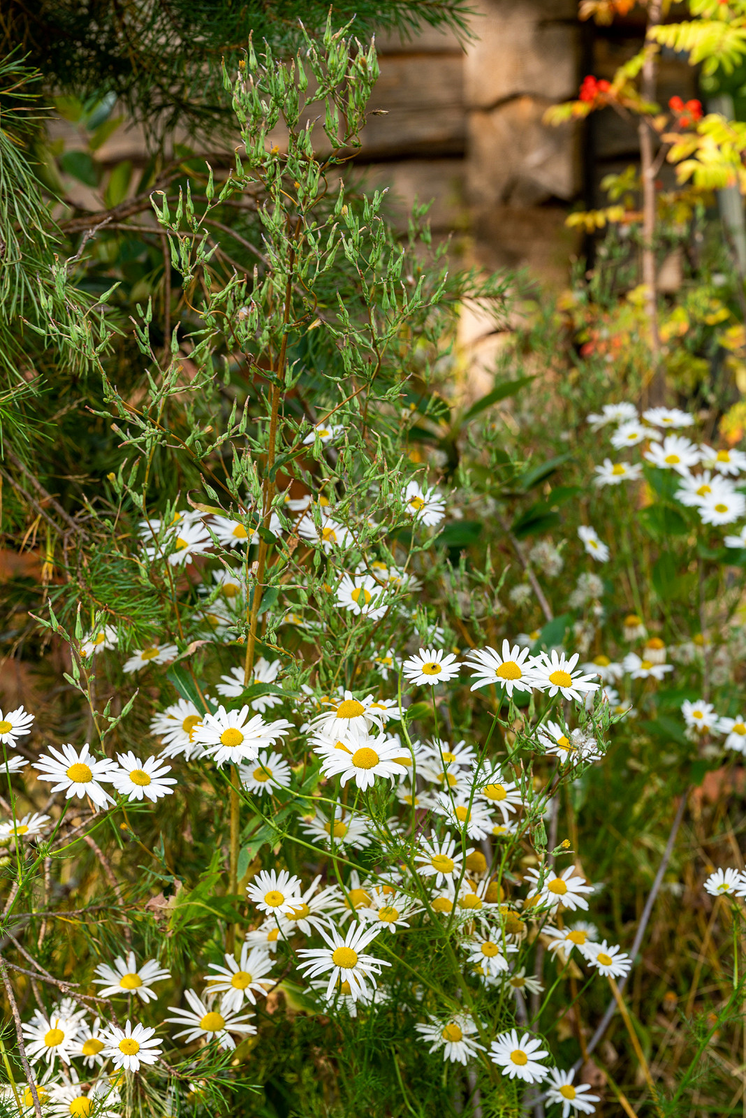 Фотосъемка  "САДЫ и  ЛЮДИ2019"   -  Сад Наследие . ГРАН-ПРИ