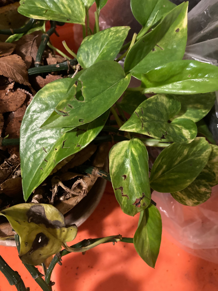 pothos aureus Epipremnum aureum