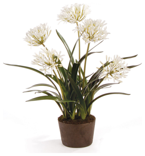 Gros Plan D'une Agapanthus Bleu Violet Plante Boutons De Fleur Ouverture Floraison Vers La Fin Du Printemps Arriere Plan Vert Flou Image452720205