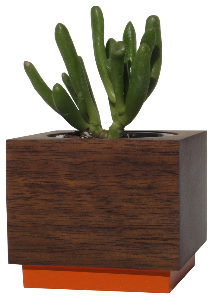 Modern Succulent Planter, Walnut, 3x3x3