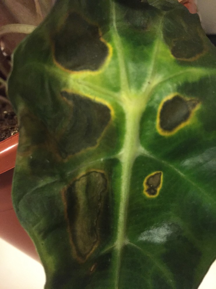 Need help identifying cause of sickly Elephant Ear plant