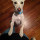 laurie_luth