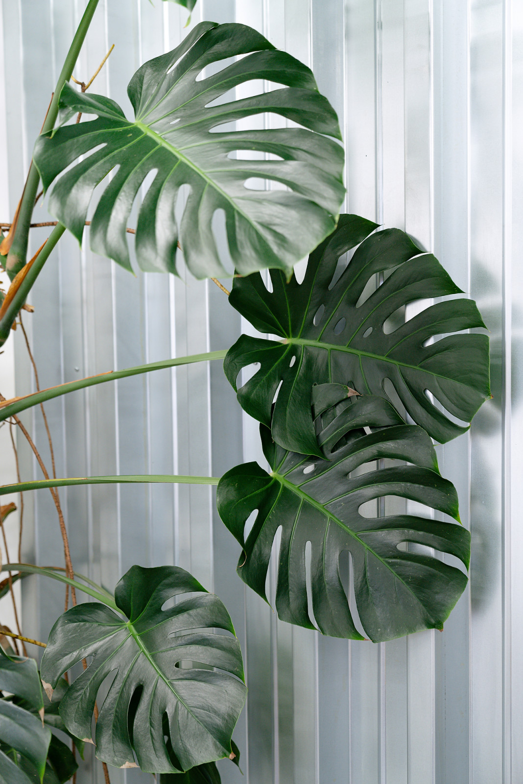 Бутик горшечных растений KIOSK