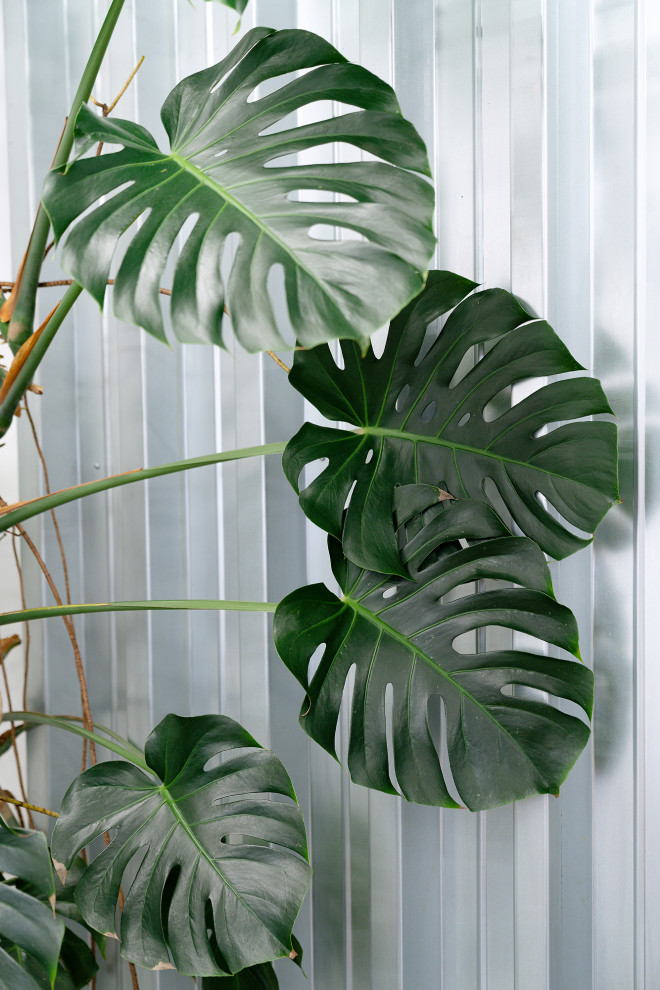 Бутик горшечных растений KIOSK