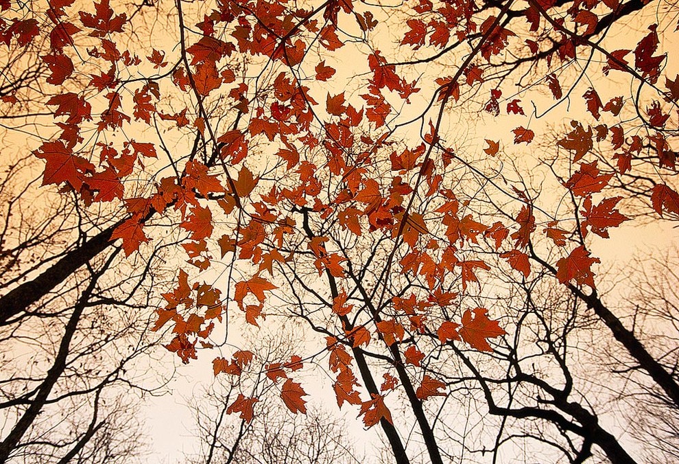 Autumn Leaves Skyward Wallpaper Wall Mural, Self-Adhesive