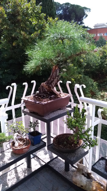 Progetto di strutture che valorizzano i Bonsai contemporary-deck