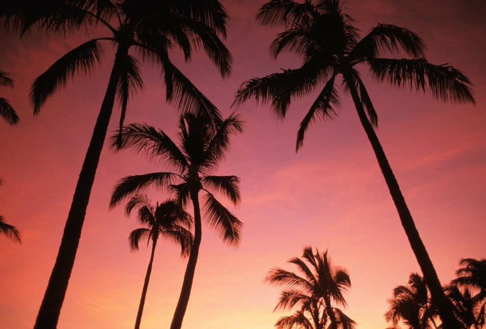 Palm Tree Island Sunset Silhouette Fabric Shower Curtain 70x70 Purple Orange Sky 
