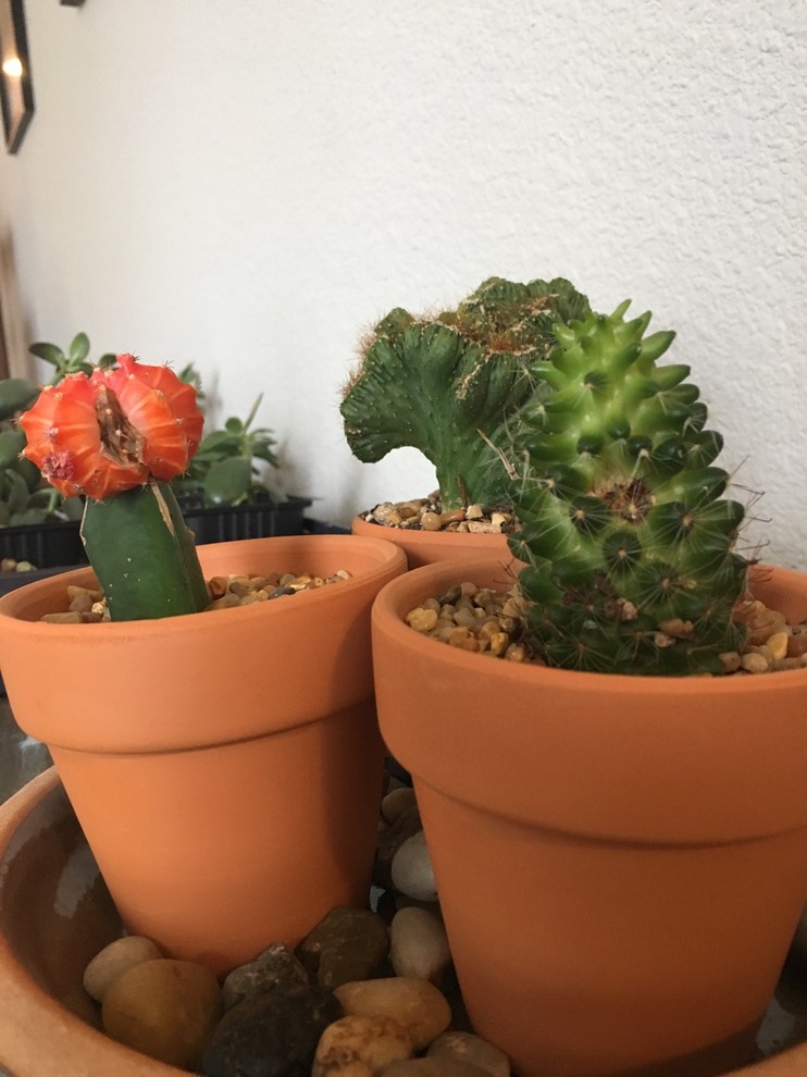 tokidoki cactus Tokidoki Cactus Pets – Alicia's Anime main image 0