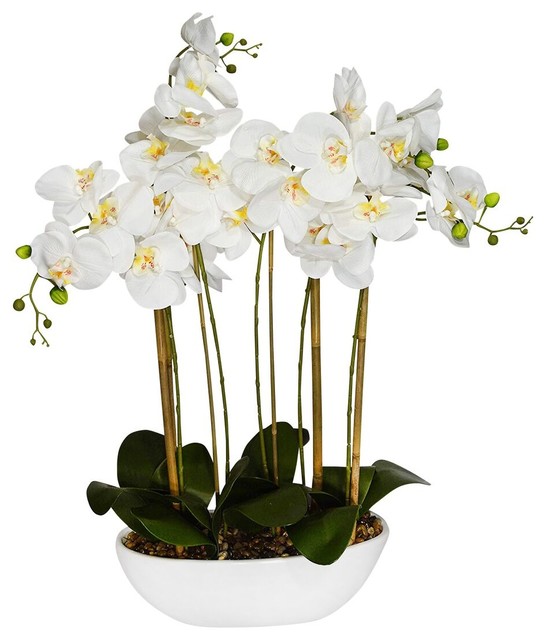 32" Phalaenopsis Orchid with White Oval Pot