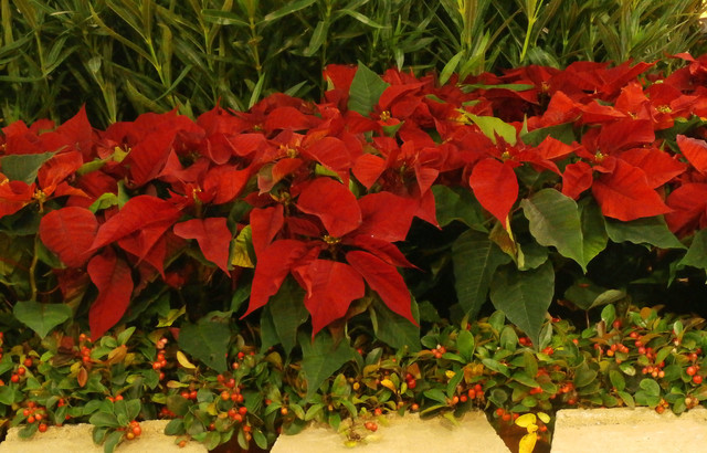 Flores y plantas navideñas: 7 especies para decorar en estas fiestas