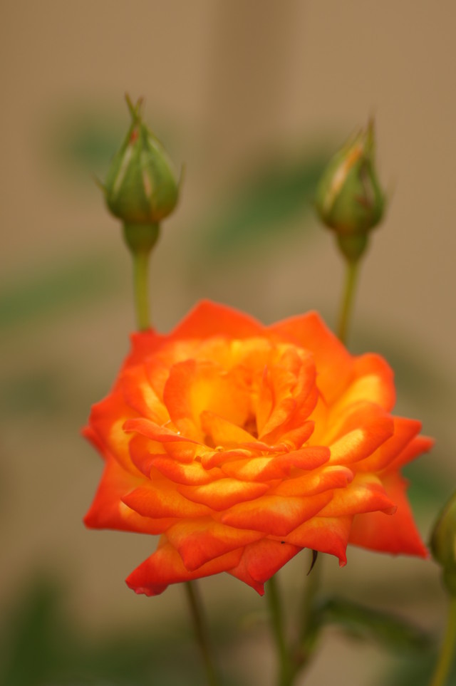 Orange miniature Rose - What is her name?