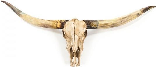 Wall Decor Texas Horn Skull Animal Long Southwestern Wall