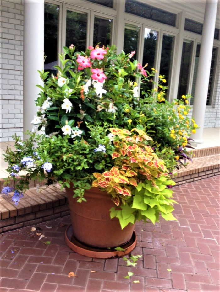 Container Plantings; Bold Spring and Summer