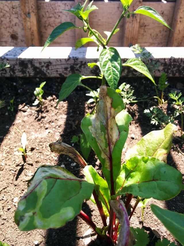 Beet And Swiss Chard Leaves Are Dying Help