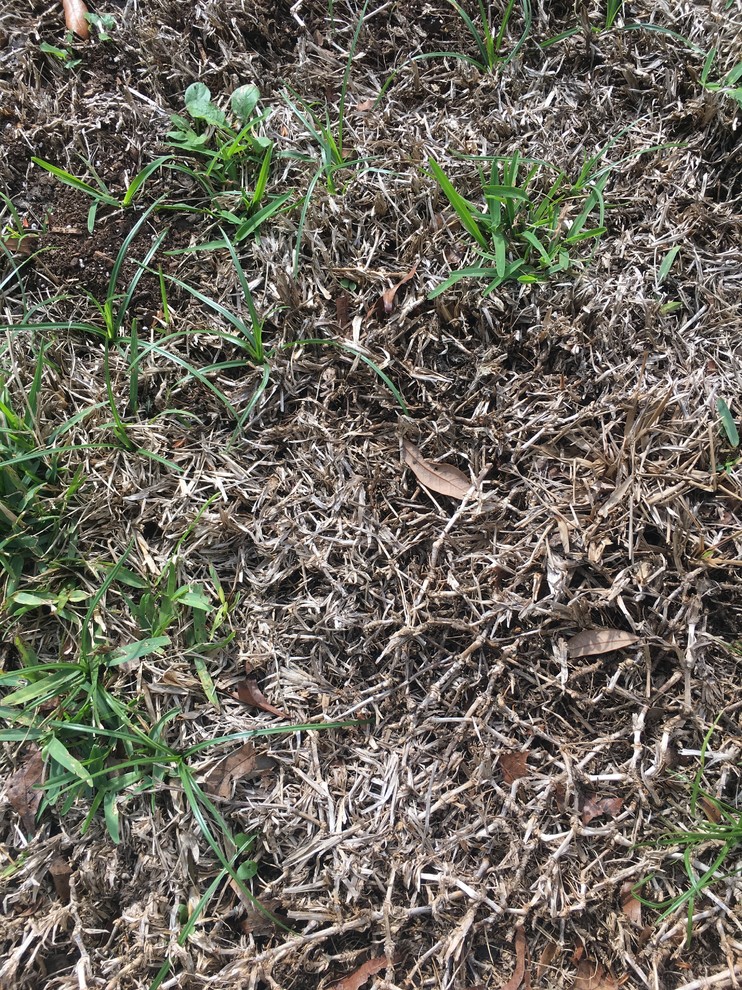TARR or Brown Patch in St Augustine Grass