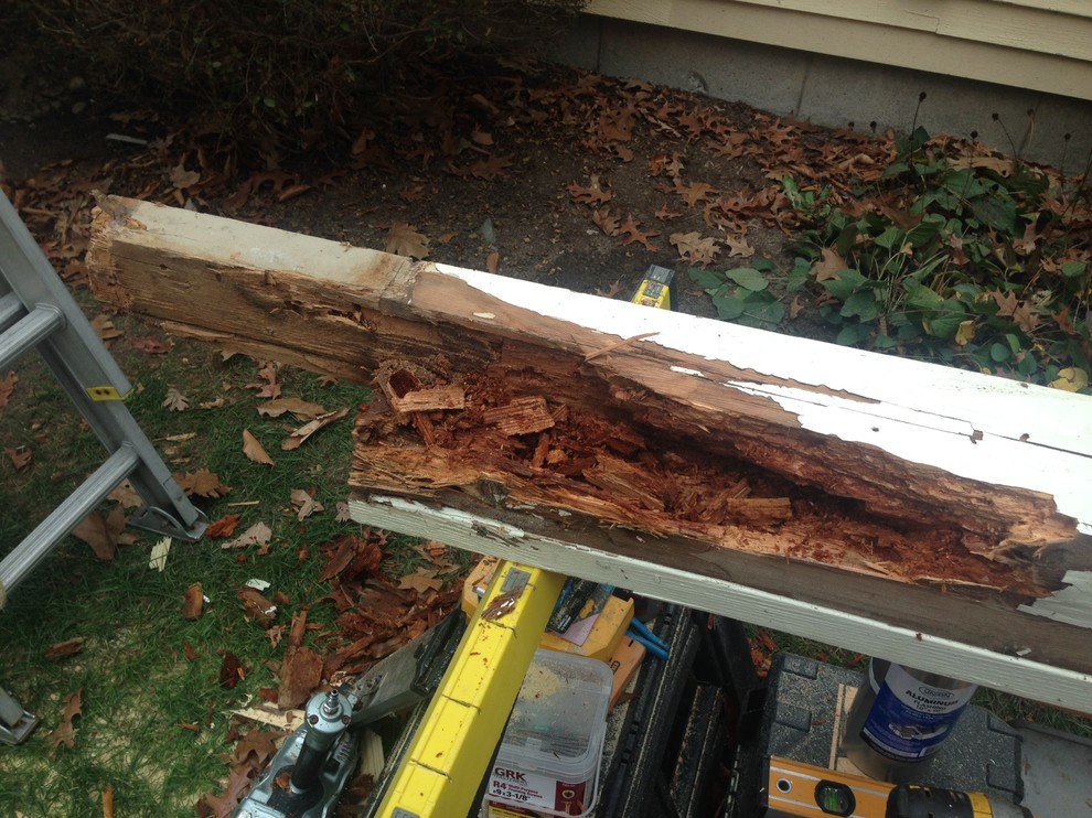 Ant Damage and Water Damage Harvard, MA