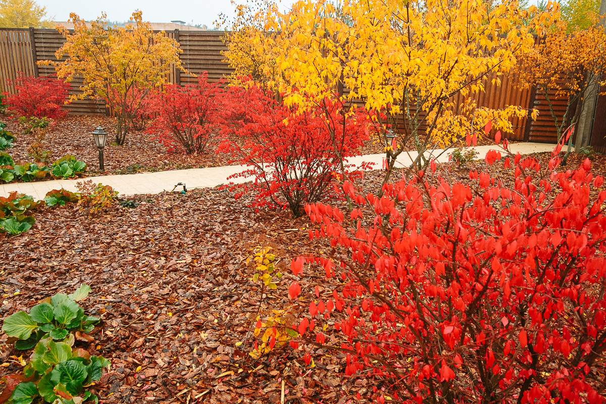 Сад с румянцем