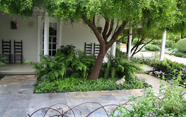 Ferns used in landscaping