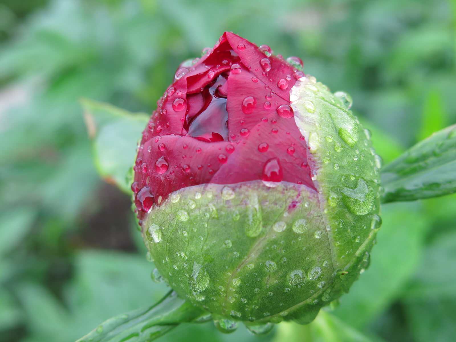 ТЕПЛЫШКО МОЕ. ВЕСНА.