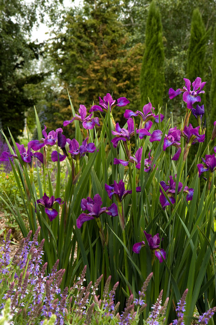 Chilled Wine Siberian Iris