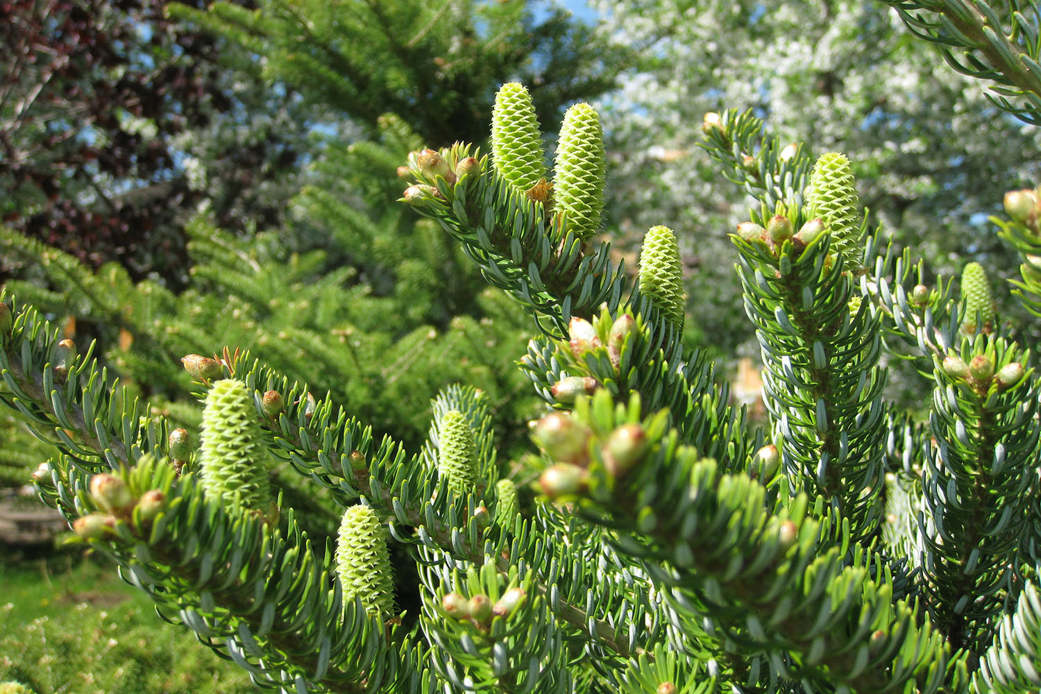 Ландшафтный сад с прудом в КП "Европа"