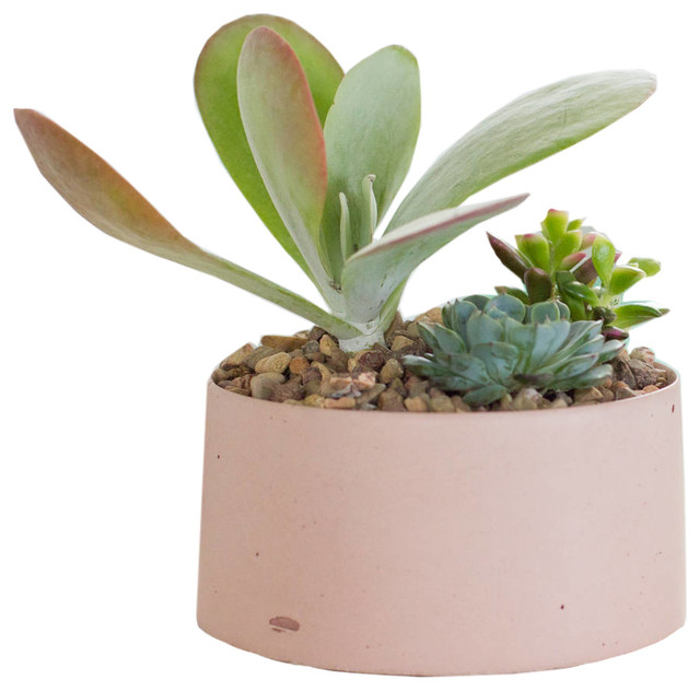 Concrete Planter for Succulents and Cactus, Blush Pink, 3-Piece Set