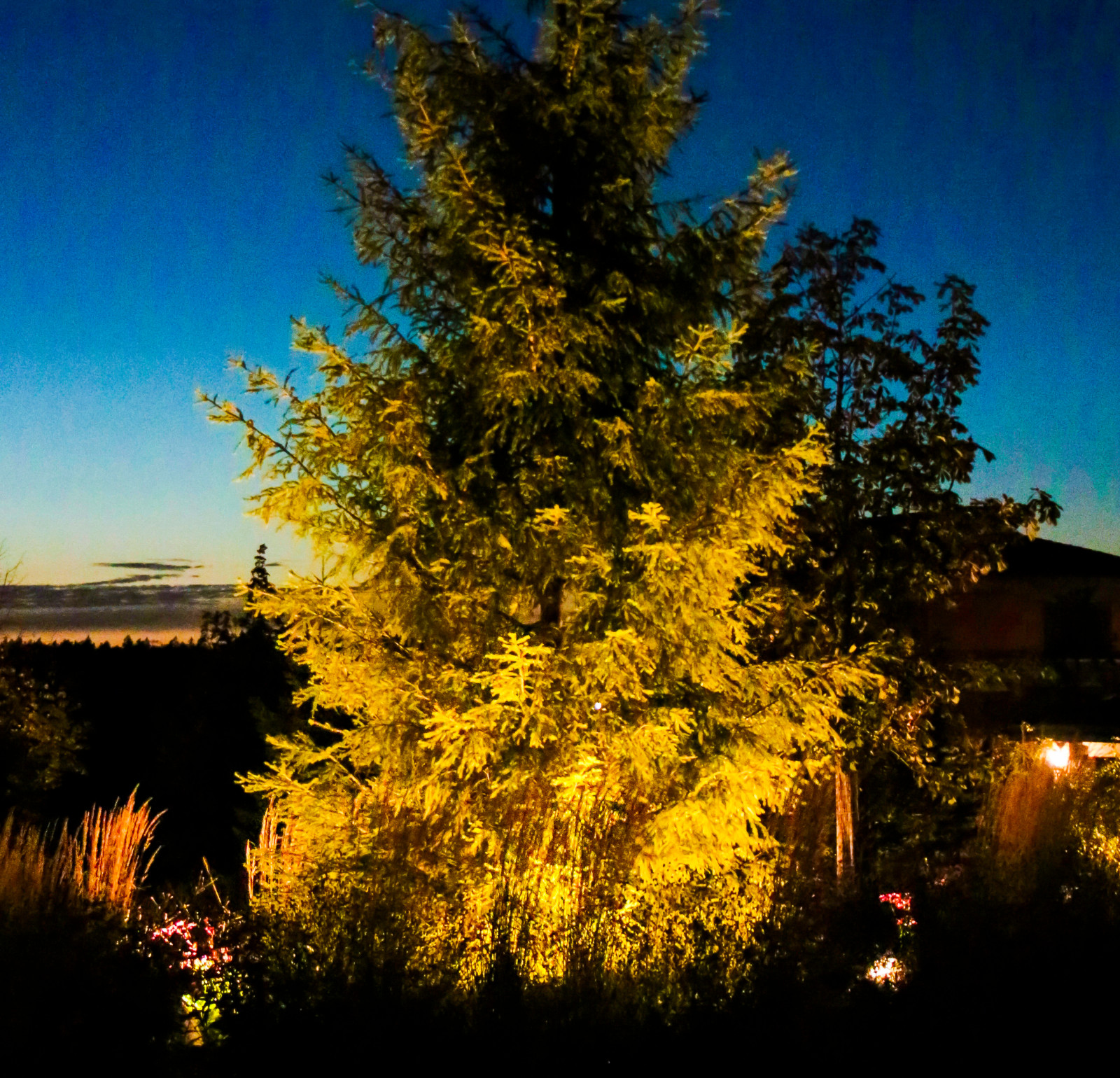 Горки-10, ночной сад, 2017-2020 гг.