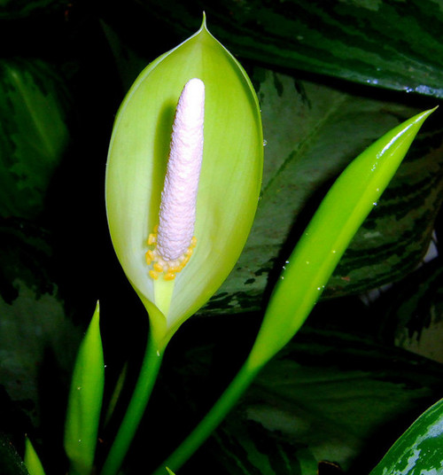 Valentine Aglaonema  is this a flower?