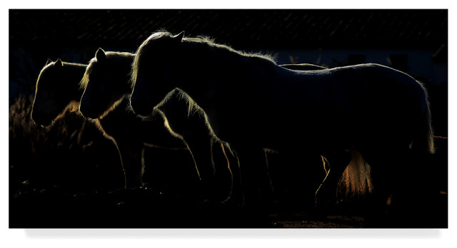 Michel Romaggi 'Horses Silhouettes' Canvas Art, 24"x12"