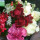 aya_s51