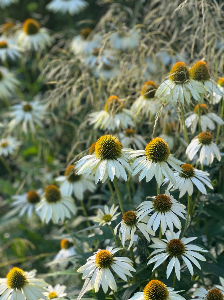 Английская история