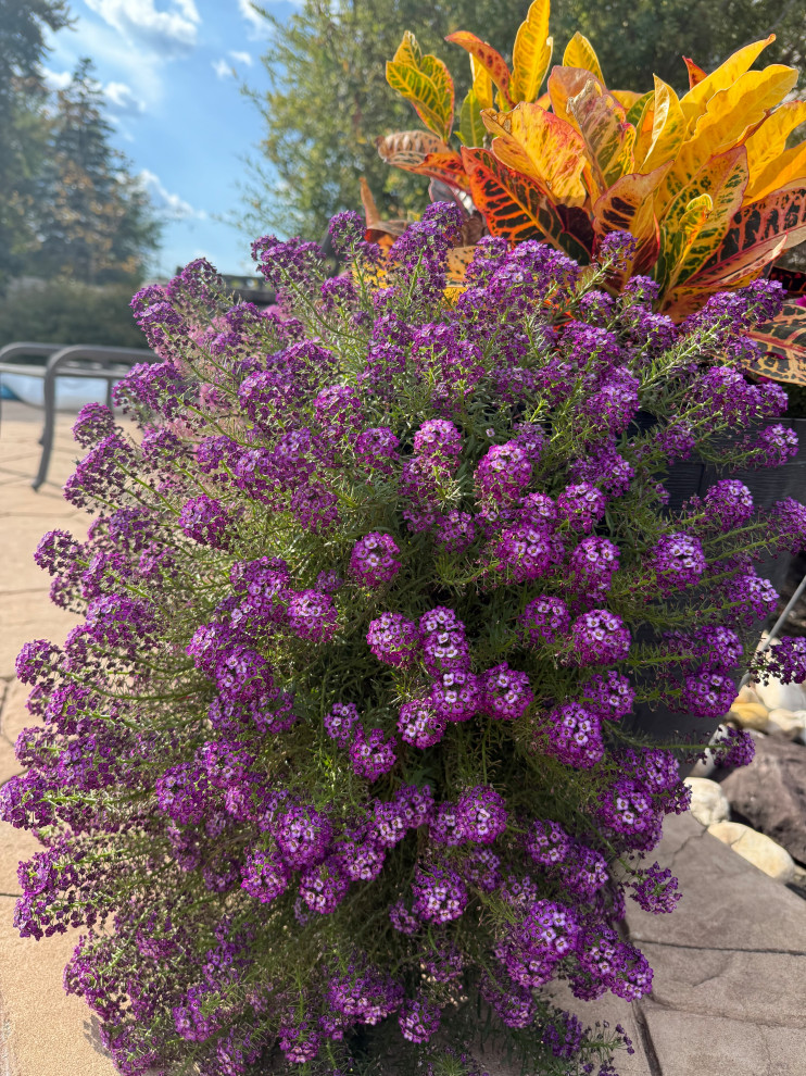 Fine Gardening