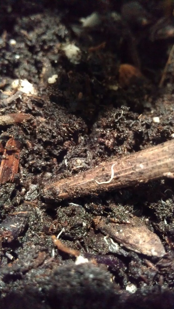 Please help! White worm on soil (not fungus gnat