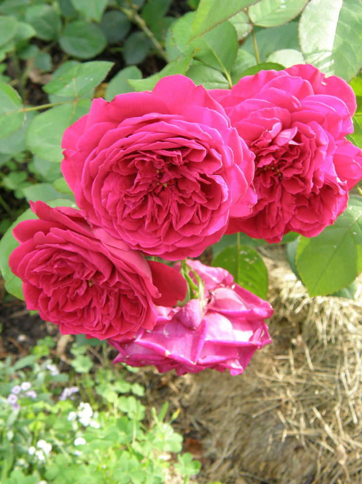 Roses that need fast drainage versus roses that don't