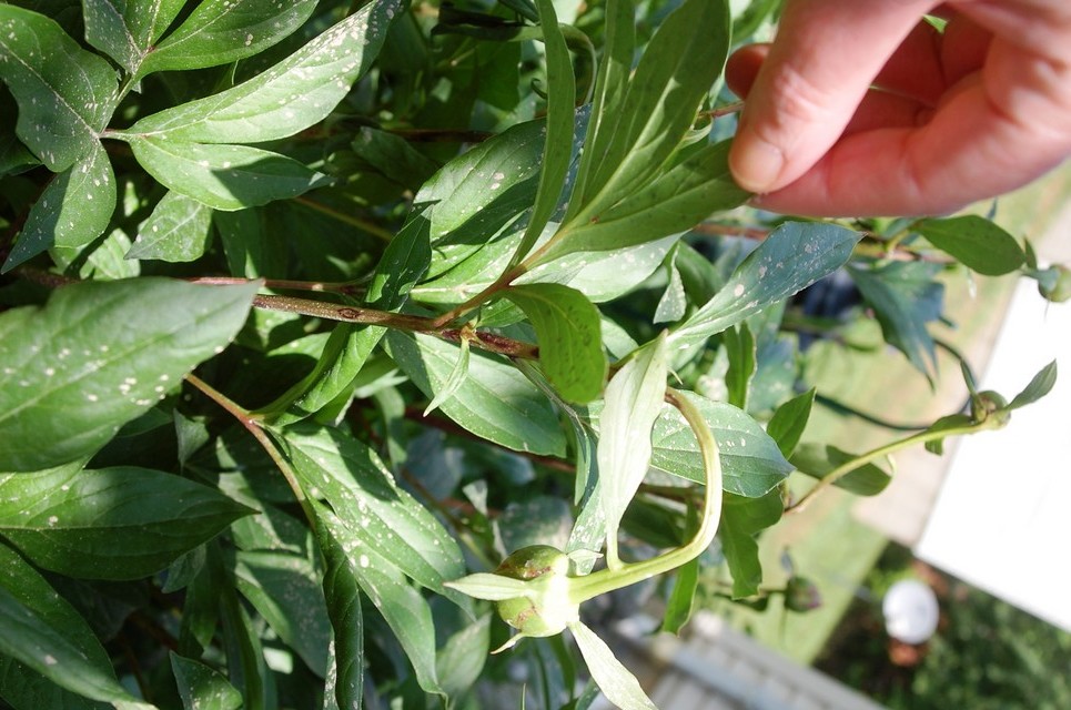 Peony buds drooping and die