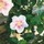 Last commented by Sue(Mackay, Australia)