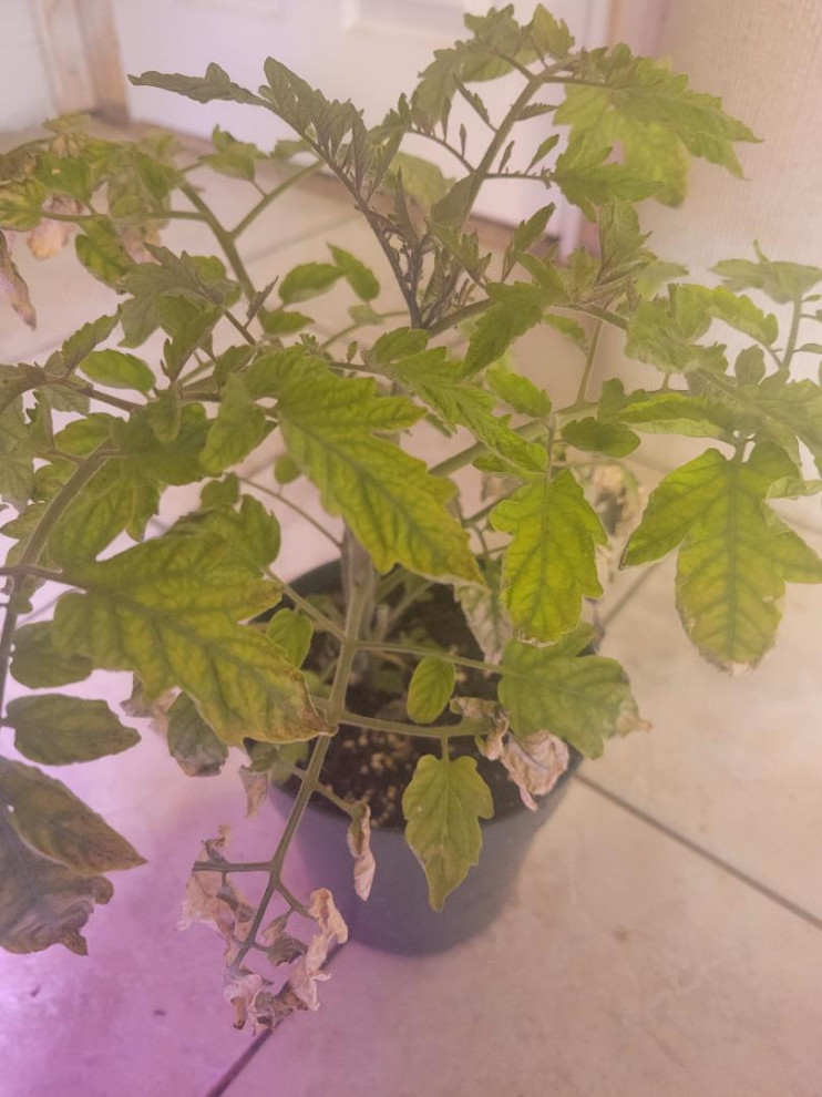 Tomato issues burned & yellow leaves | Houzz Forum